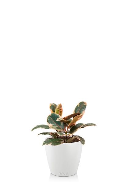 Фикус Эластика Белиз 3 ствола 23/35 см в CLASSICO COLOR 28