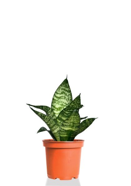 Сансевиерия Форест Стар 9/20 см Сансевиерия Форест Стар 9/20 см