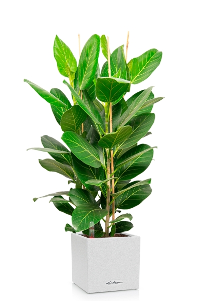 Фикус Бенгальский Андрей 3 ствола 27/120 см в CANTO STONE LOW 30 Фикус Бенгальский Андрей 3 ствола 27/120 см в CANTO STONE LOW 30