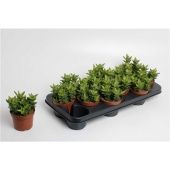 Алоэ Скуаросса d10.5 см h20 см