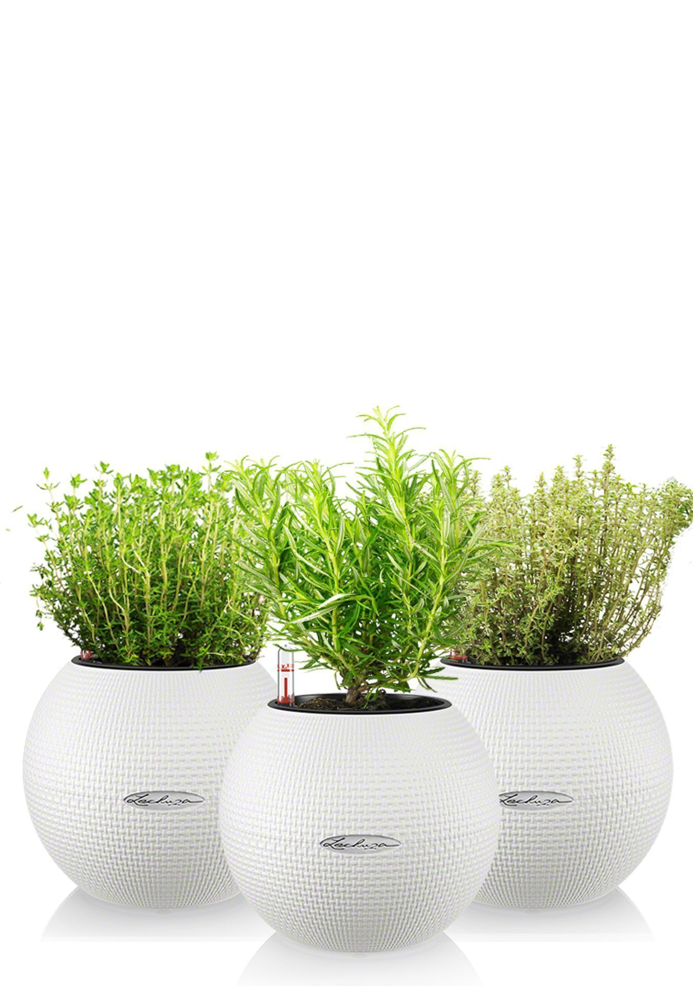 "Набор для кухни" Пряные травы в PURO 20 "Набор для кухни" Пряные травы в PURO 20