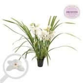 Цимбидиум 3-4 ствола белый d14 см h75 см Цимбидиум 3-4 ствола белый d14 см h75 см