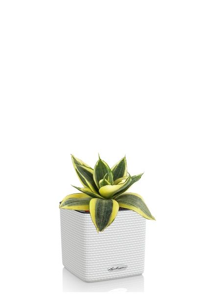 Сансевиерия Голден Ханни в CUBE COLOR 14 Сансевиерия Голден Ханни в CUBE COLOR 14