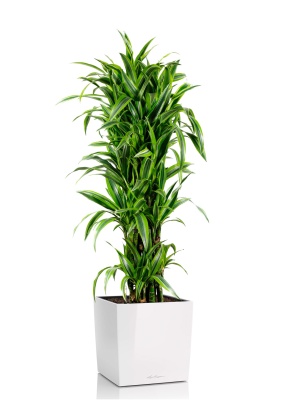 Драцена Лемон Лайм бранч 34/160 см в CUBE 40, белый блестящий