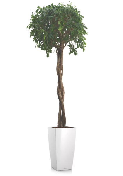 Фикус Нитида переплетенный 42/200 см в CUBICO 50 Фикус Нитида переплетенный 42/200 см в CUBICO 50