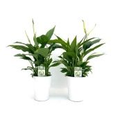 Спатифиллум Купидо d10 см h40 см Спатифиллум Купидо d10 см h40 см