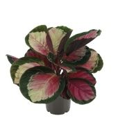 Калатея Розеопикта Рози d14 см h45 см Калатея Розеопикта Рози d14 см h45 см