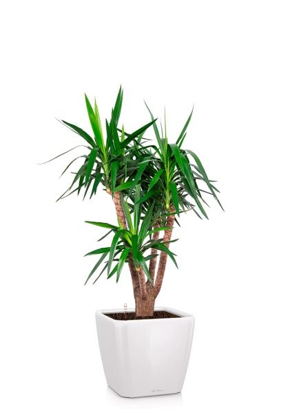 Юкка бранч 31/150 см в QUADRO LS 43