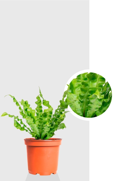 Асплениум Криспи 9/15 см