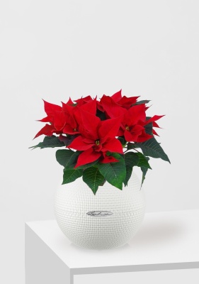 Пуансеттия 12/40 см в PURO 20, белый Пуансеттия 12/40 см в PURO 20, белый