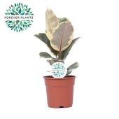 Фикус Эластика Тинеке d17 см h50 см