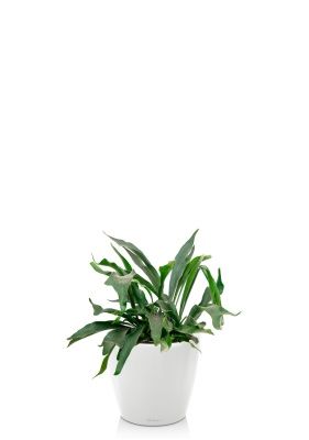 Платицериум Бифуркатум 17/40 см в CLASSICO LS 28, белый блестящий