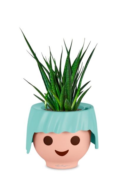 Сансевиерия Кирки 12/37 см в OJO