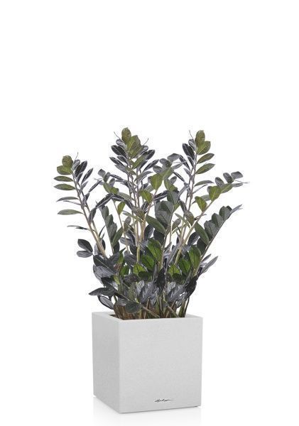 Замиокулькас Равен в CANTO STONE LOW 40 Замиокулькас Равен в CANTO STONE LOW 40