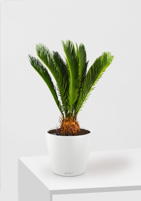 Цикас Революта 14/60 см в CLASSICO 18, белый