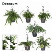 Папоротники микс (decorum) d17 см h30 см Папоротники микс (decorum) d17 см h30 см