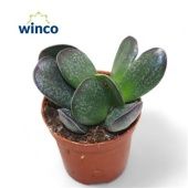 Адромискус Макулатус 5,5/10 см Адромискус Макулатус 5,5/10 см