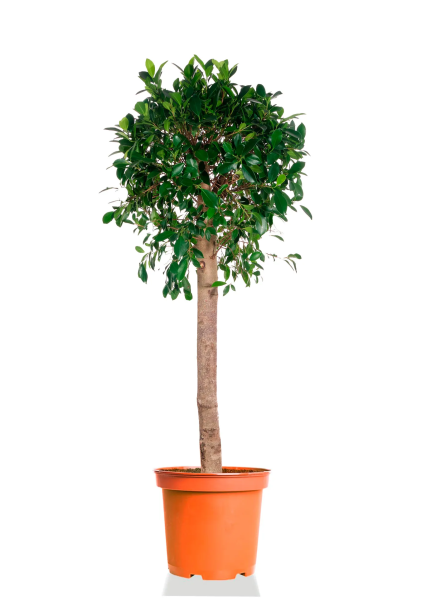 Фикус Бенджамина Даниэль на штамбе 35/160 см