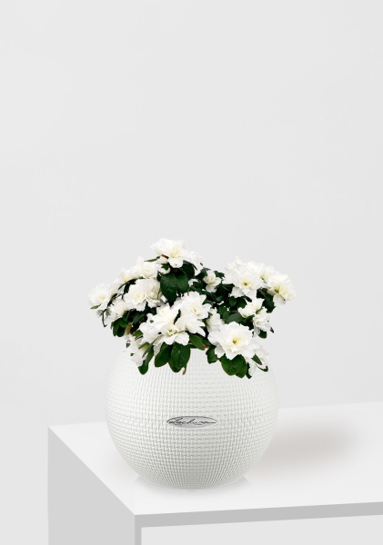 Азалия индика белая 12/25 см в PURO 20 