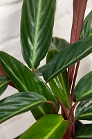 Строманта 15/50 см в CUBE COLOR 16