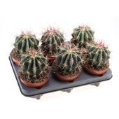 Ферокактус Stainesii d12 см h15 см тип 2 Ферокактус Stainesii d12 см h15 см тип 2