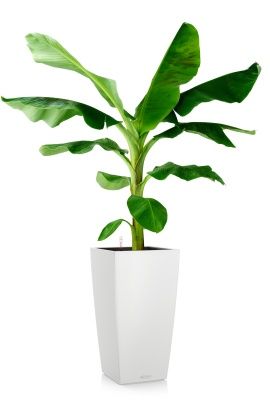 Банан в CUBICO COLOR 30, белый