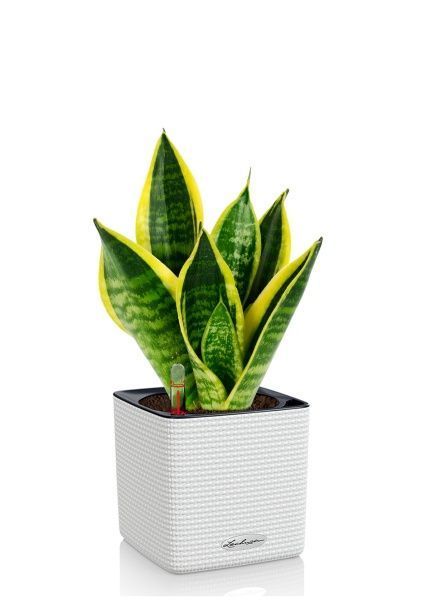 Сансевиерия Футура Суперба 14/40 см в CUBE COLOR 16