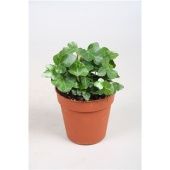 Хедера Green Wonder d9 см h5 см