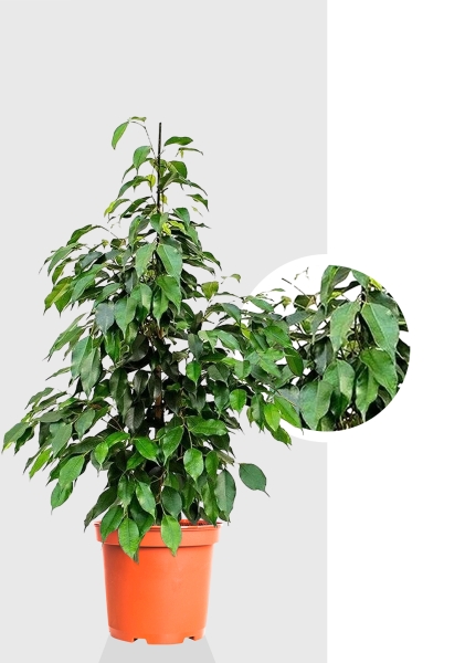 Фикус Бенджамина Экзотика d27 см h150 см