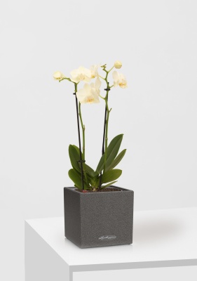 Орхидея Фаленопсис мини микс 9/30 см в CANTO STONE 14 Орхидея Фаленопсис мини микс 9/30 см в CANTO STONE 14