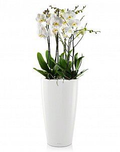 Орхидеи Макси в RONDO 40 Орхидеи Макси в RONDO 40