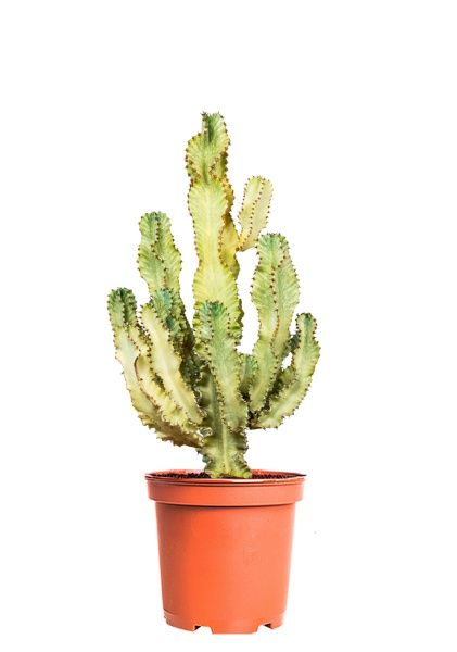 Эуфорбия Ингенс 30/100 см