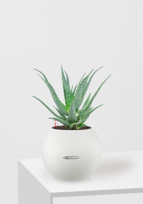 Алоэ 12/30 см в PURO 20, белый