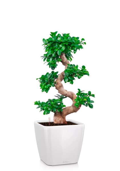 Фикус Микрокарпа Гинсенг 35/90 см в QUADRO LS 43