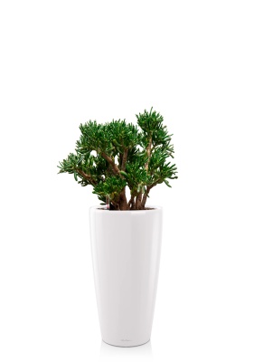 Крассула Хоббит 30/60 см в RONDO 32, белый блестящий