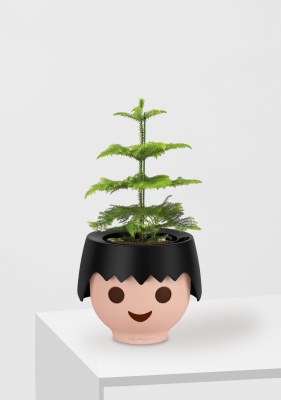 Араукария 1 ствол 10/30 см в OJO