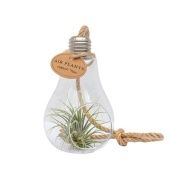 Тилландсия Glas Lamp Touw Small d8 см h15 см