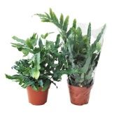 Флебодиум Ауреум Блю Стар d17 см h50 см тип 2