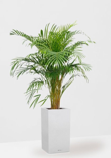 Хризалидокарпус Арека 24/160 см в CANTO STONE HIGH 30