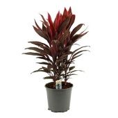 Кордилина Танго d19 см h55 см
