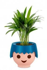 Хризалидокарпус OJO 40 см, Синий Хризалидокарпус OJO 40 см, Синий