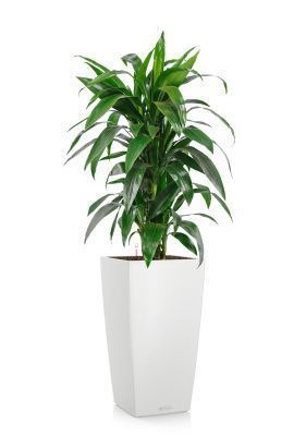 Драцена Джанет Крейг CUBICO 30/140 см, Белый Драцена Джанет Крейг CUBICO 30/140 см, Белый