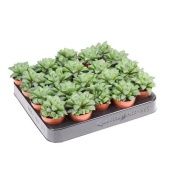 Хавортия Retusa d5.5 см h10 см Хавортия Retusa d5.5 см h10 см