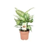 Диффенбахия Компакта d17 см h45 см Диффенбахия Компакта d17 см h45 см