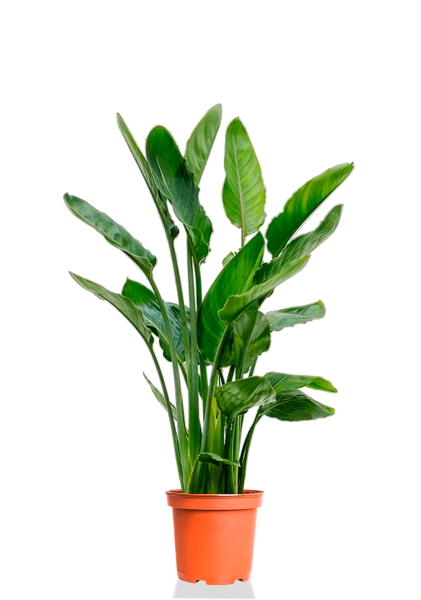 Стрелиция Регина 20/80 см