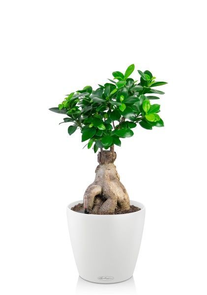 Бонсай в CLASSICO 18