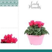 Цикламен Lovely Moments Pink d22 см h30 см тип 1