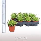 Эхеверия агавовидная Ebony d8.5 см h10 см Эхеверия агавовидная Ebony d8.5 см h10 см