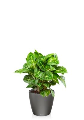 Аглаонема Лемон Минт 19/50 см в CLASSICO LS 28, антрацитовый металлик Аглаонема Лемон Минт 19/50 см в CLASSICO LS 28, антрацитовый металлик