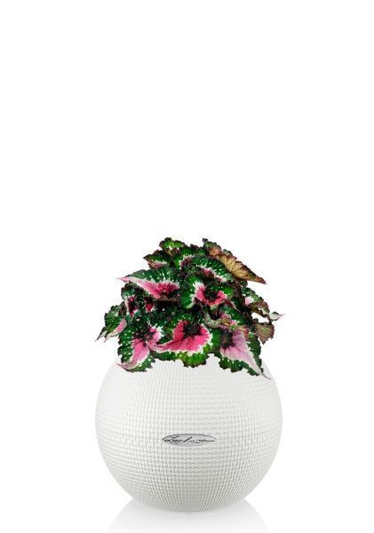 Бегония Белиф Пёрпл Блаш 13/25 см в PURO 20 Бегония Белиф Пёрпл Блаш 13/25 см в PURO 20